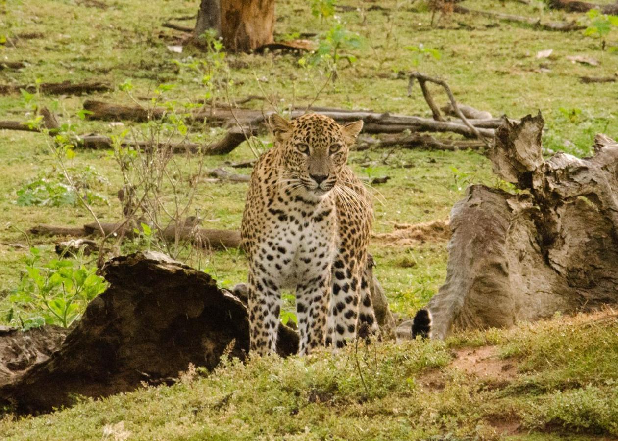 Hotel Big Game Yala - By Eco Team Exterior foto