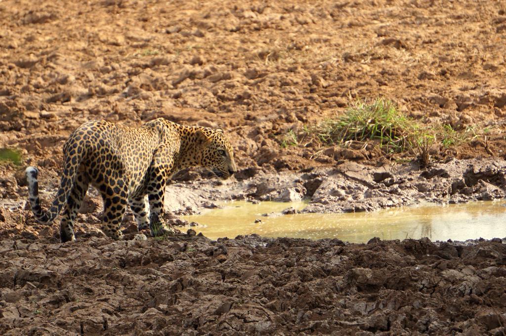 Hotel Big Game Yala - By Eco Team Exterior foto