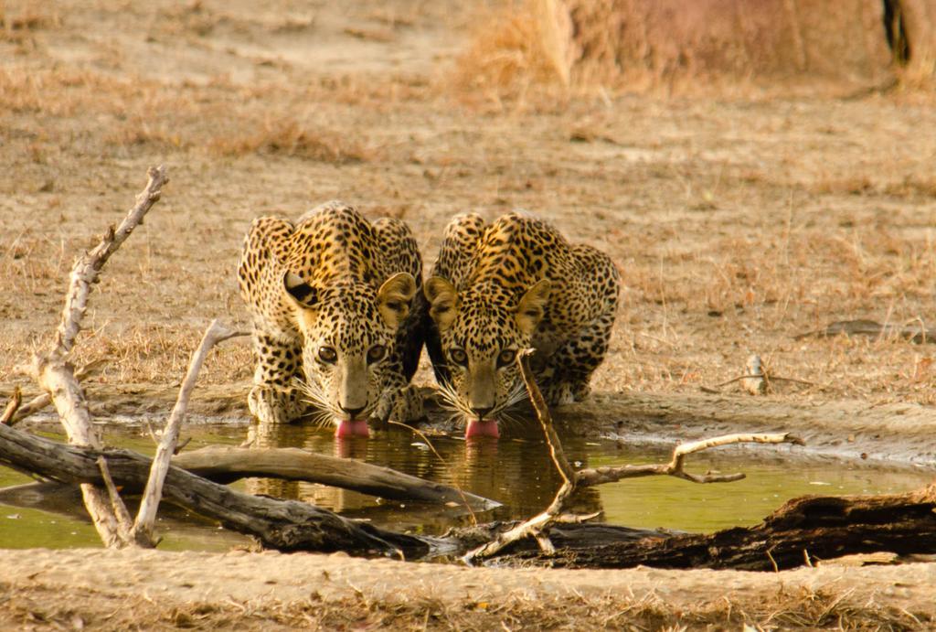 Hotel Big Game Yala - By Eco Team Exterior foto