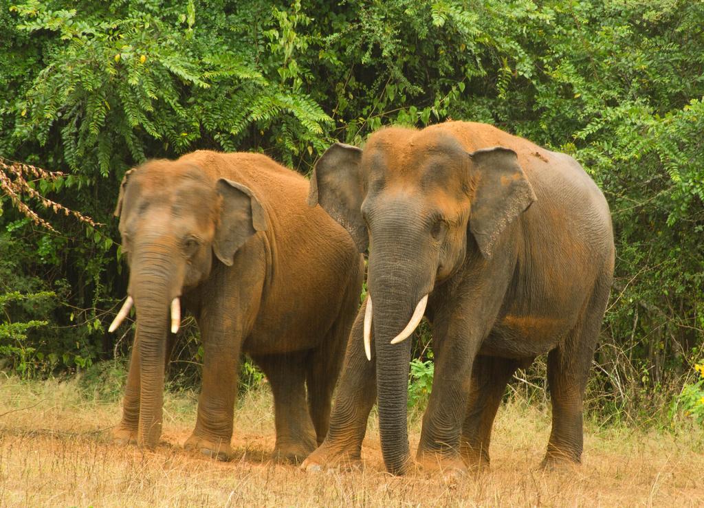 Hotel Big Game Yala - By Eco Team Exterior foto