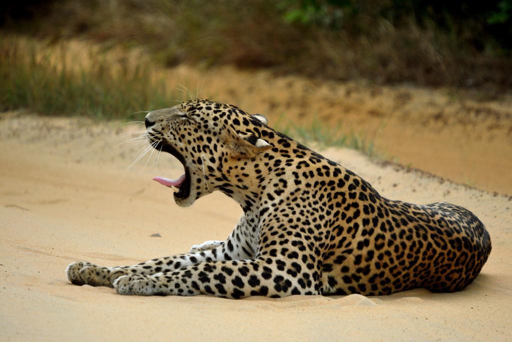 Hotel Big Game Yala - By Eco Team Exterior foto