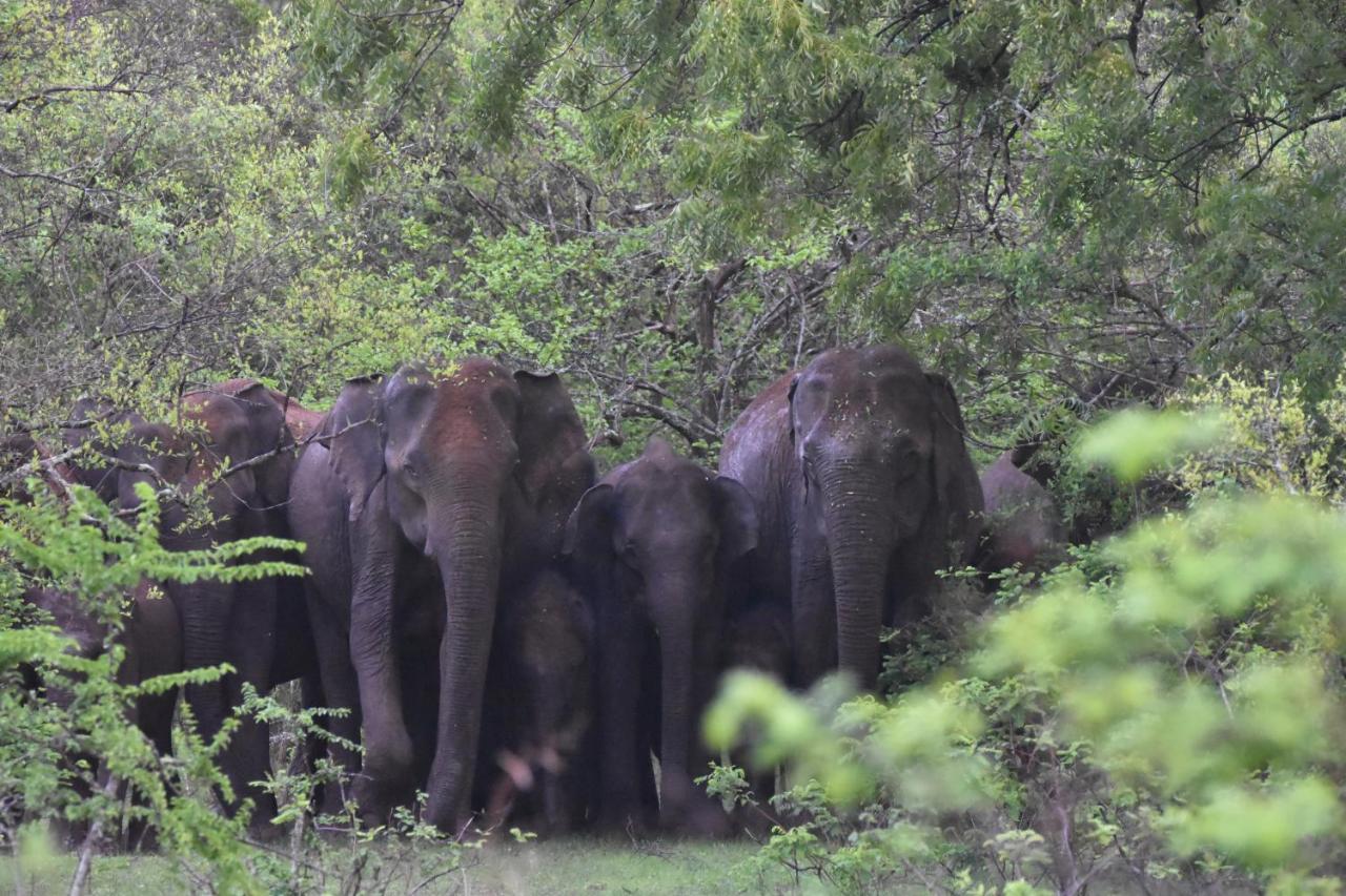 Hotel Big Game Yala - By Eco Team Exterior foto